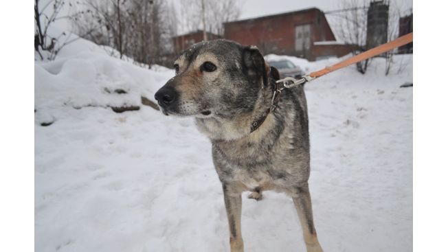 Pruginka