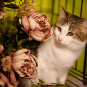 Мадам Колбаскина