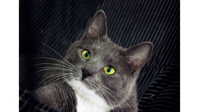 Tom