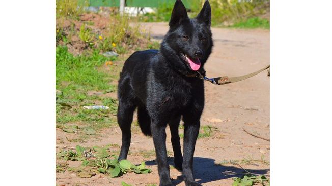 Chudik