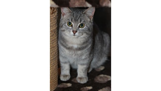 Oscar