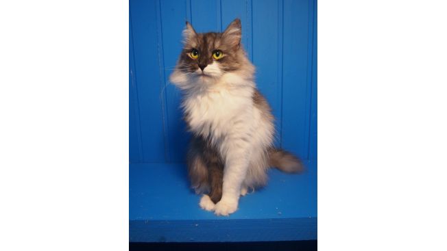 Tilde