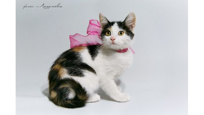Lily