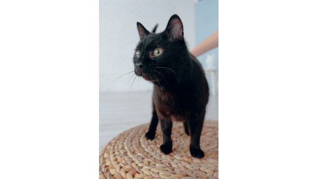 Bagira