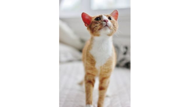 Ron