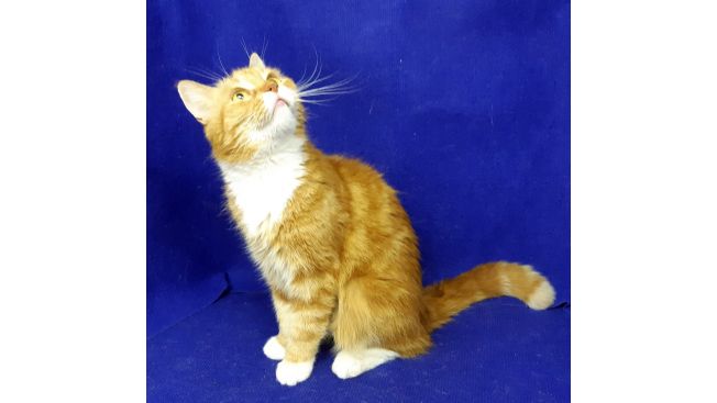 Persik