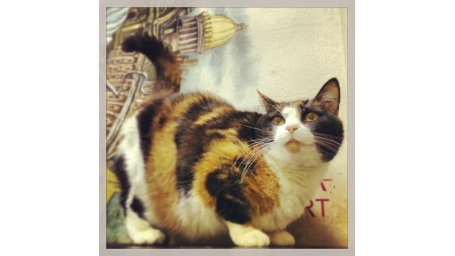 Maneki Neko