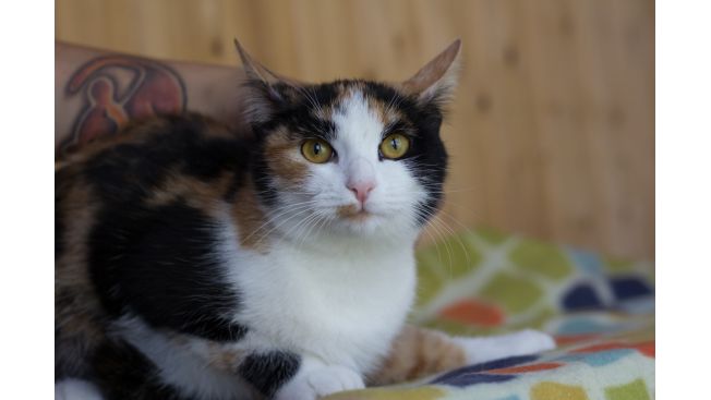 Flaffi