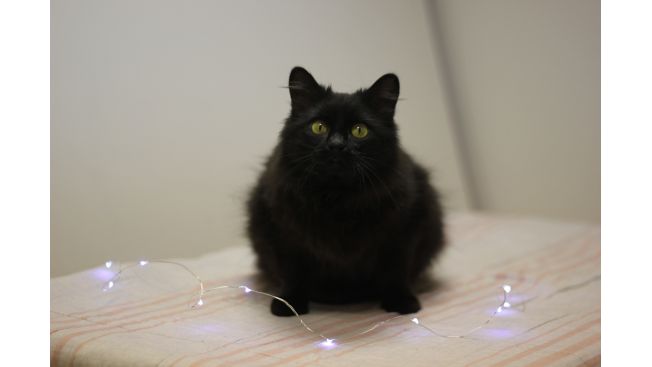 Klarissa