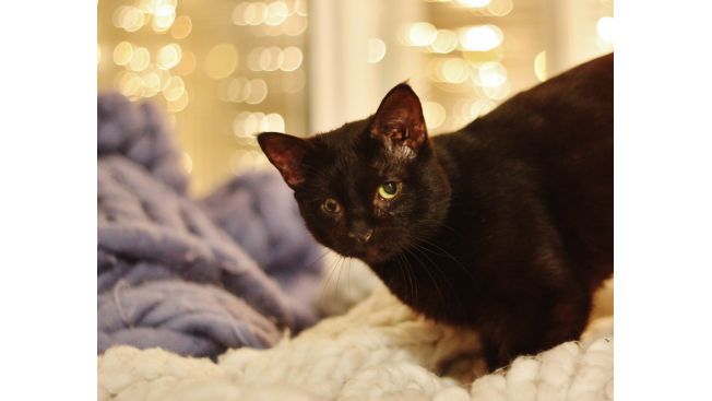 Catsbi