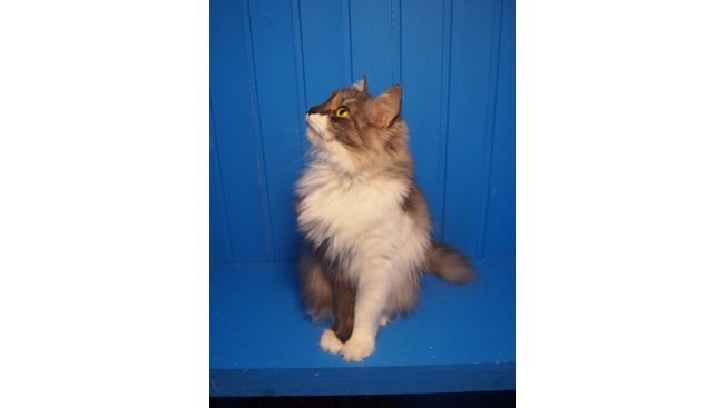 Tilde