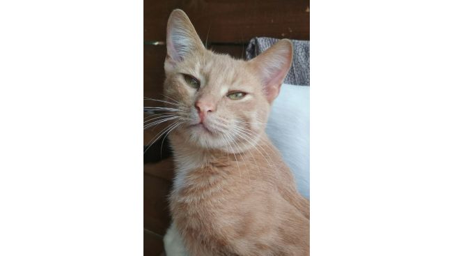Persik