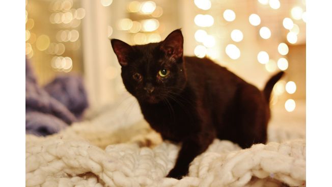Catsbi