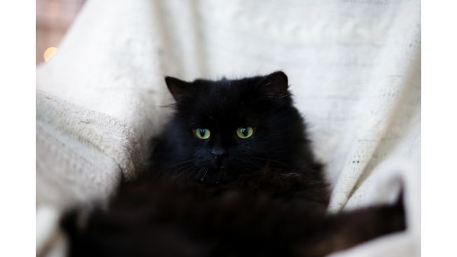 Simon