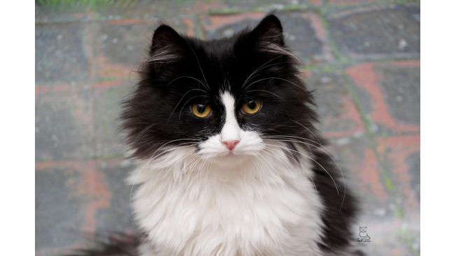 Milochka