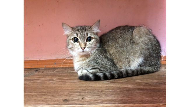 Lilu