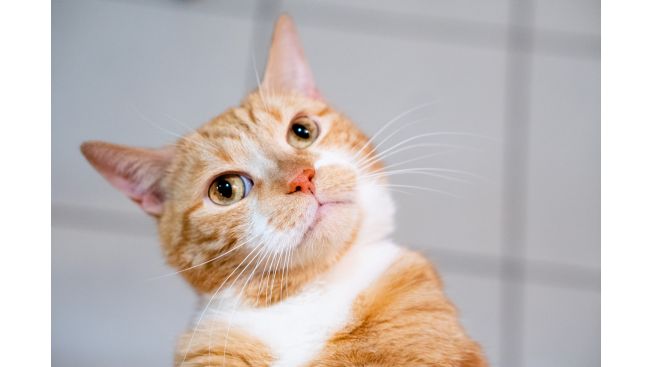 Leonid
