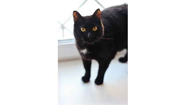 Ferdinand