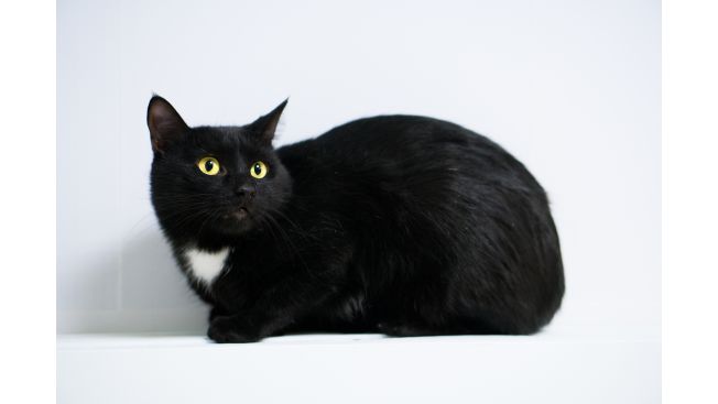 Sebastian