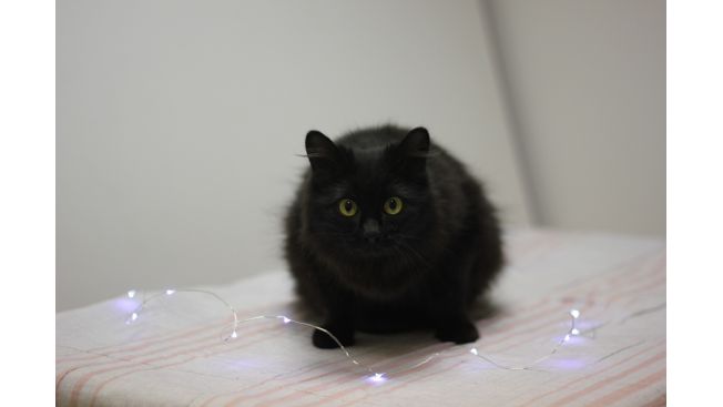 Klarissa