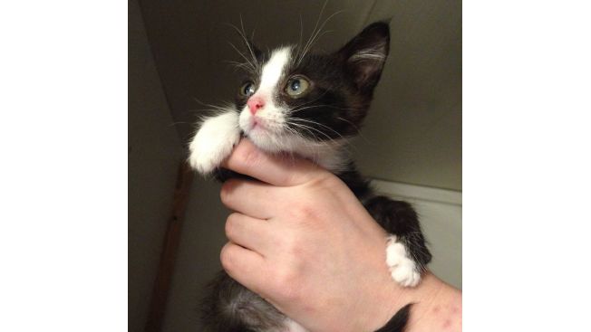 Kittens