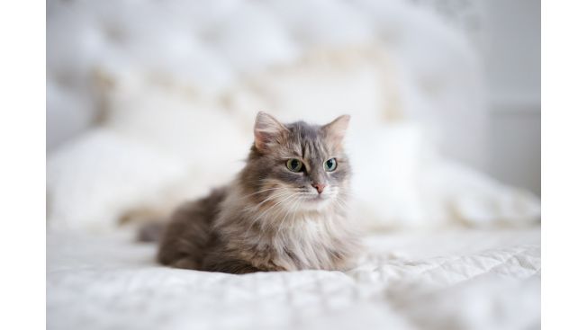 Malva