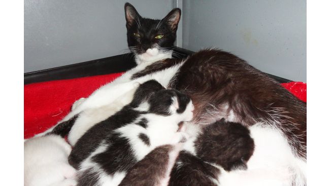 Dakota and her kittens