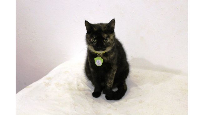 Ponochka