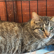 Айрис и котята