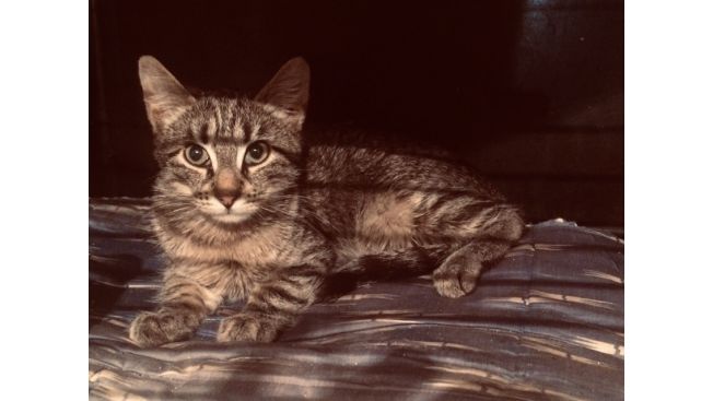 Frodo