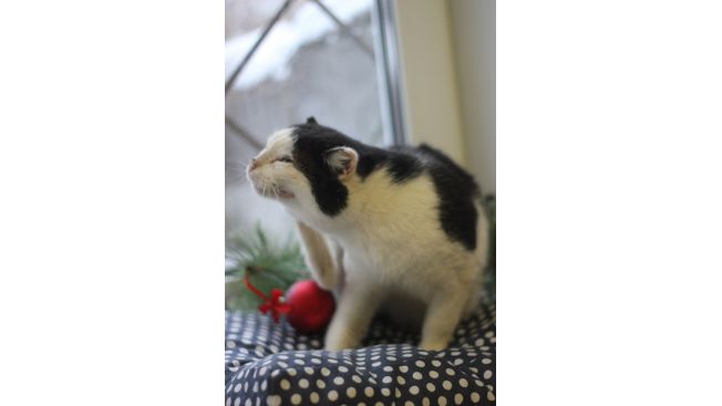 Archie