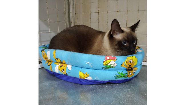 Simon