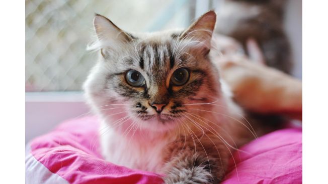 Lynx