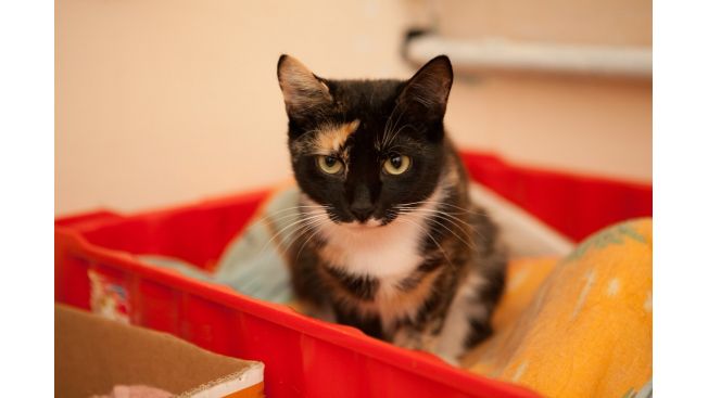 Isadora