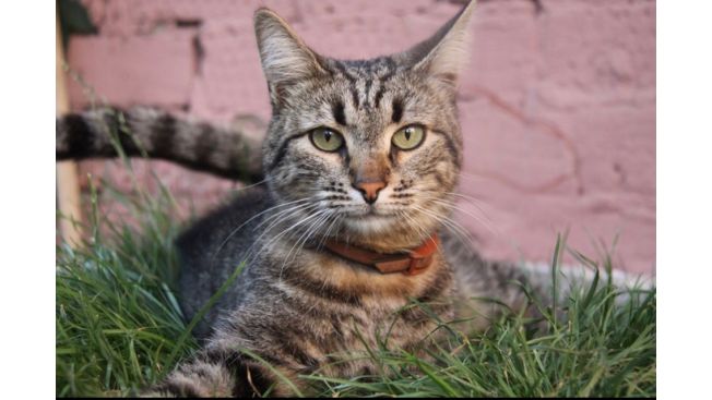Gavroche