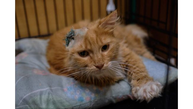 Ginger