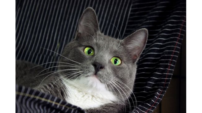 Tom