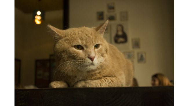 Amigo