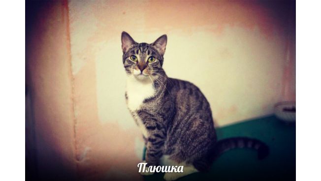 Plyushka