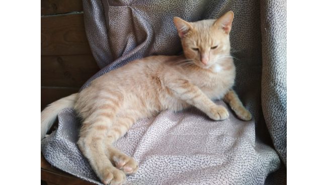 Persik