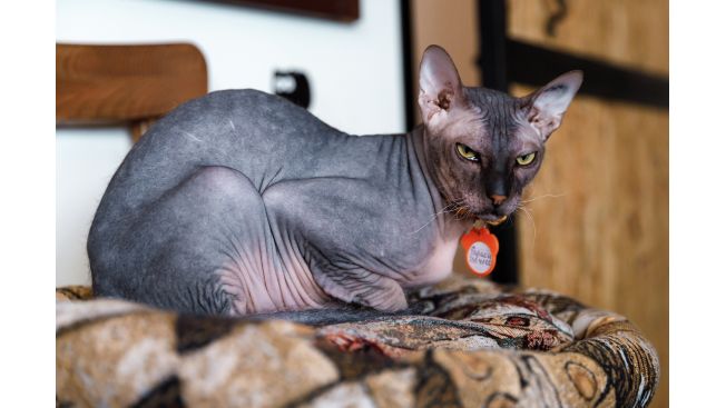 Pharaoh
