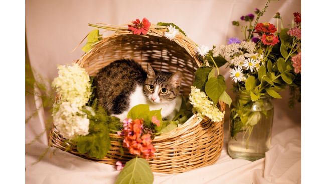 Lilu