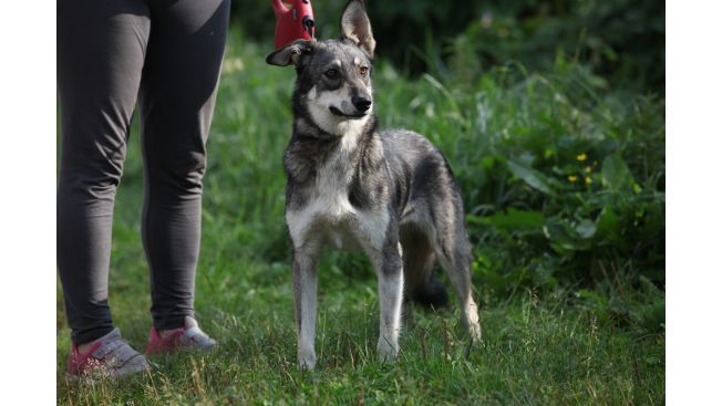 Kasya