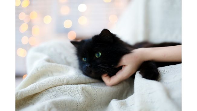 Simon