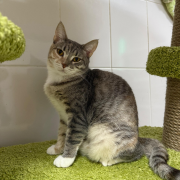 Ежевичка Московская