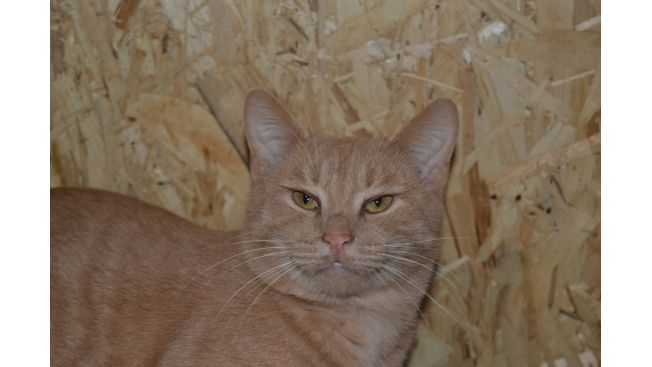 Persik