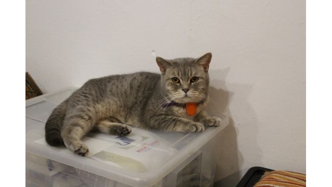Elfy