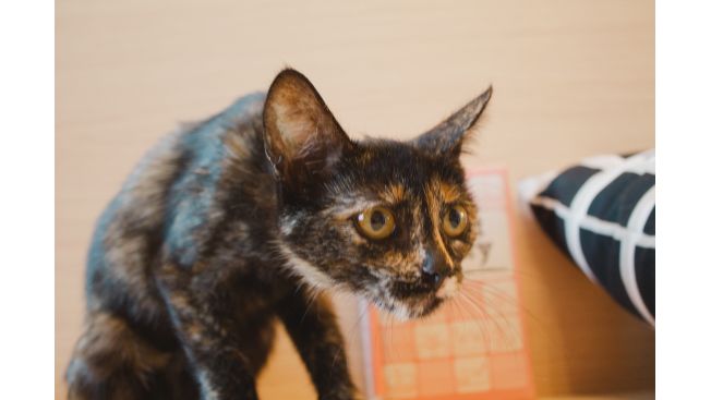 Megi